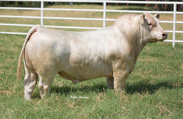 Horn Weight 1/2 Pound Pair Bulls Cattle Stone Mfg 