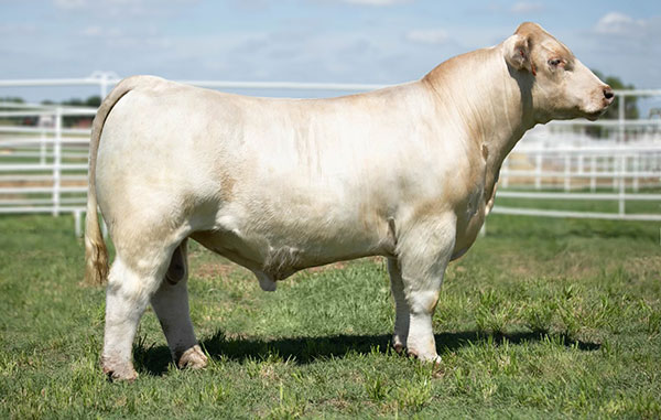 Stone Mfg Horn Weight 1/2 Pound Pair Bulls Cattle 